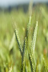 Image showing green cereals, close-up  