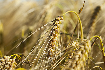 Image showing ripe yellow cereals 