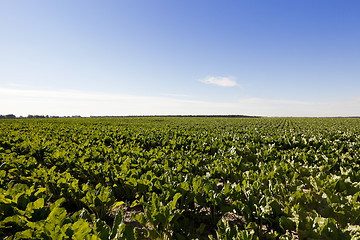 Image showing Field with sugar beet  