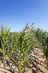 Image showing Corn field, summer  