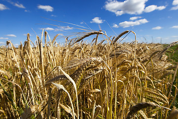 Image showing ripe yellow cereals  