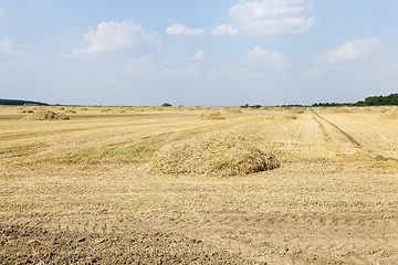 Image showing agricultural field with cereal  