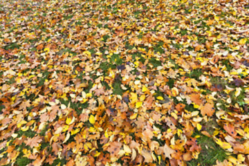 Image showing Autumn Park, overcast  