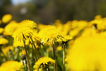 Image showing yellow dandelion flowers close up  