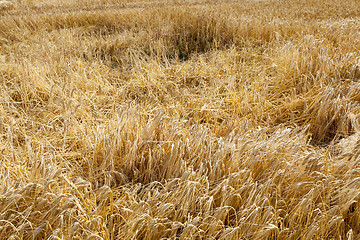 Image showing ripe yellow cereals 