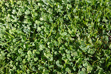 Image showing Green Clover Background