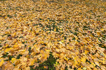 Image showing Autumn Park, overcast  