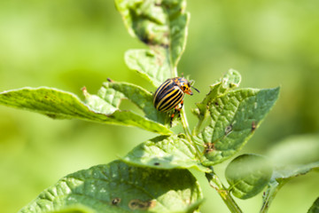 Image showing Colorado potato beetle on potatoes  