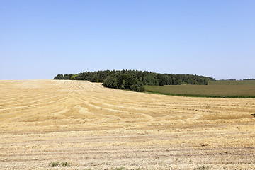 Image showing farm field cereals  