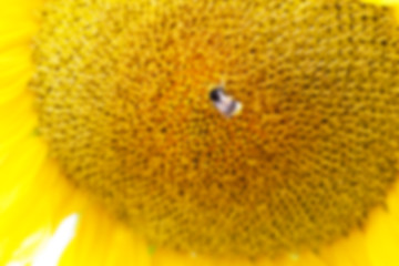 Image showing flower Sunflower, close-up  