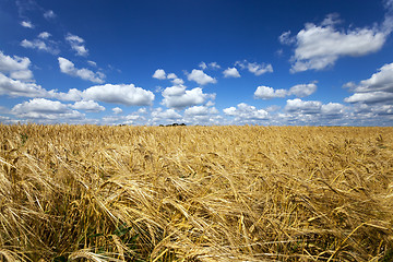 Image showing  ripe yellow cereals