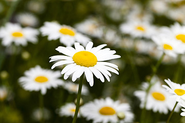 Image showing white daisy , flowers.