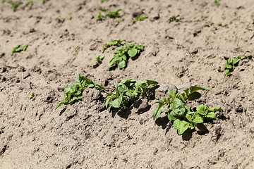 Image showing Green sprout of potato  