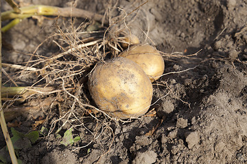 Image showing Potatoes on the ground  