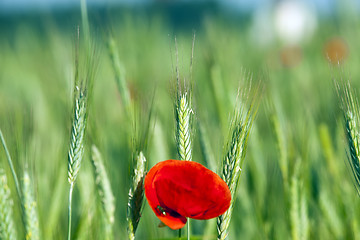 Image showing Poppy in the field 