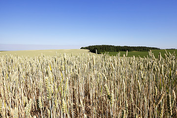 Image showing Field of cereal in the summer  