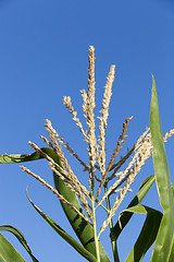 Image showing Green immature corn  