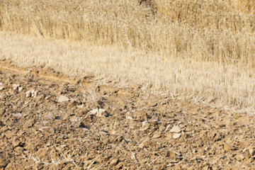 Image showing plowed field, furrows 