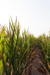 Image showing Green immature corn  