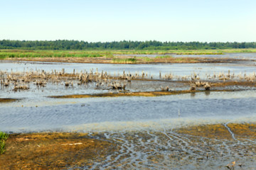 Image showing swamp, the end of summer  