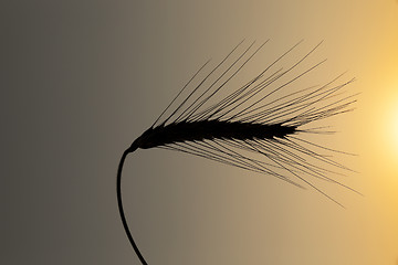 Image showing Spike rye at sunset  