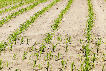 Image showing Field of green corn 