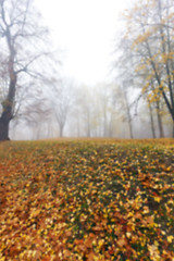 Image showing Autumn Park, overcast  