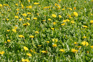 Image showing Dandelions