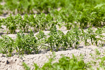 Image showing Field with carrot 