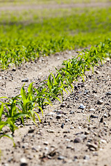 Image showing Field of green corn  