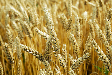 Image showing farm field cereals  