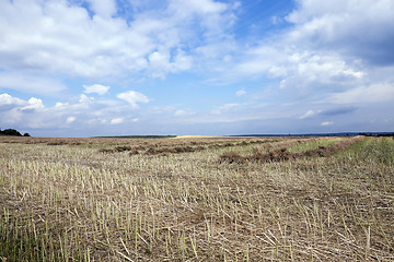 Image showing harvesting of rape  