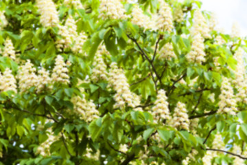 Image showing blooming chestnut tree in the spring  