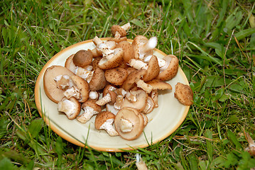 Image showing Mushrooms on the plate