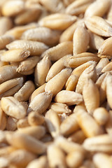 Image showing wheat, close up  