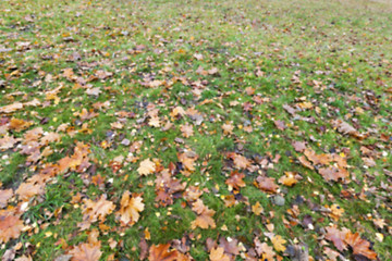 Image showing Autumn Park, overcast  d