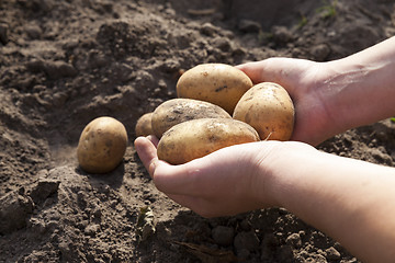 Image showing Potatoes in hand  