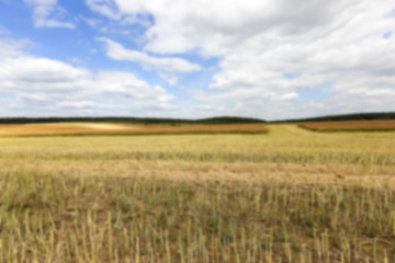 Image showing collection rapeseed crop  