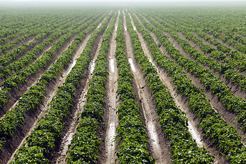 Image showing Field with potato  