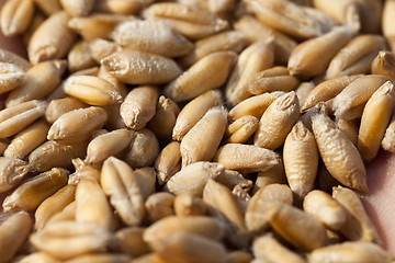 Image showing wheat, close up  