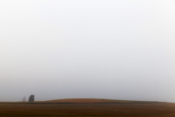 Image showing tree in the field  