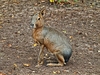 Image showing Hare 