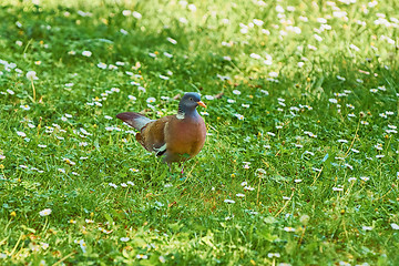 Image showing Common Wood Pigeon