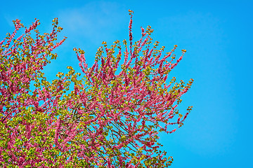 Image showing Judas Tree (Cercis Siliquastrum)