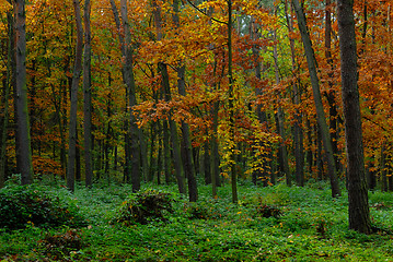 Image showing Autumn in forest