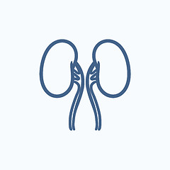 Image showing Kidney sketch icon.
