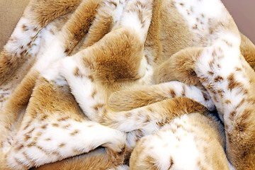 Image showing Fashion fur