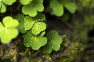 Image showing Wood sorrel or common wood sorrel. Background