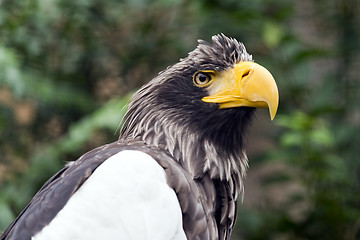 Image showing Steller\'s sea eagle