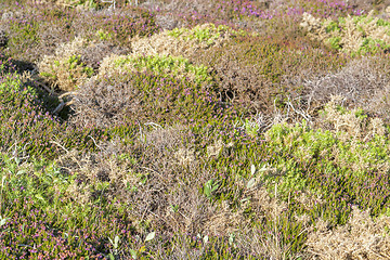 Image showing colorful heath vegetation